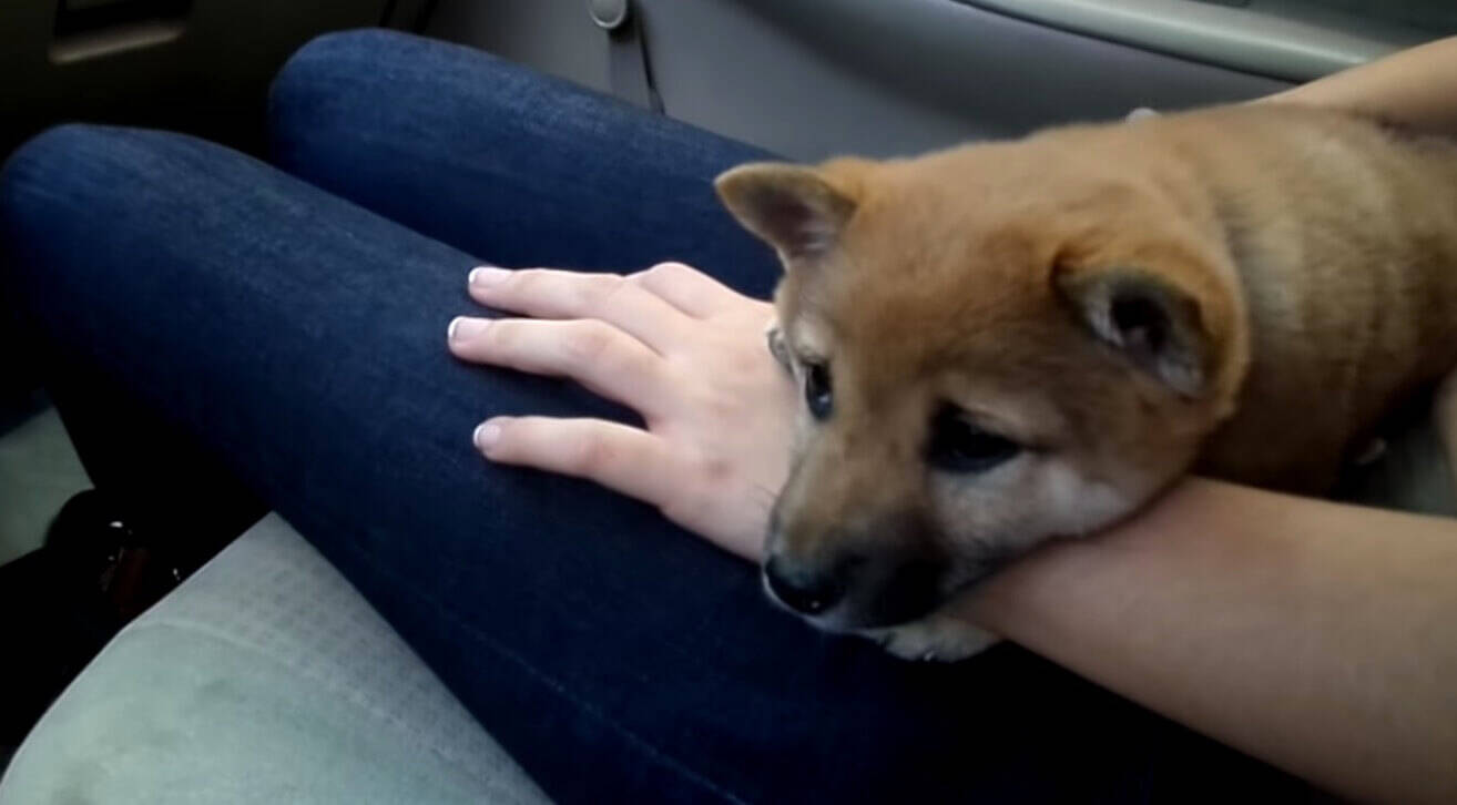 ママ 洗車を初体験した柴犬の子犬 アゴ乗せしたり顔を見上げたり 甘える姿に 守りたい欲 が爆発 動画 年4月23日 エキサイトニュース