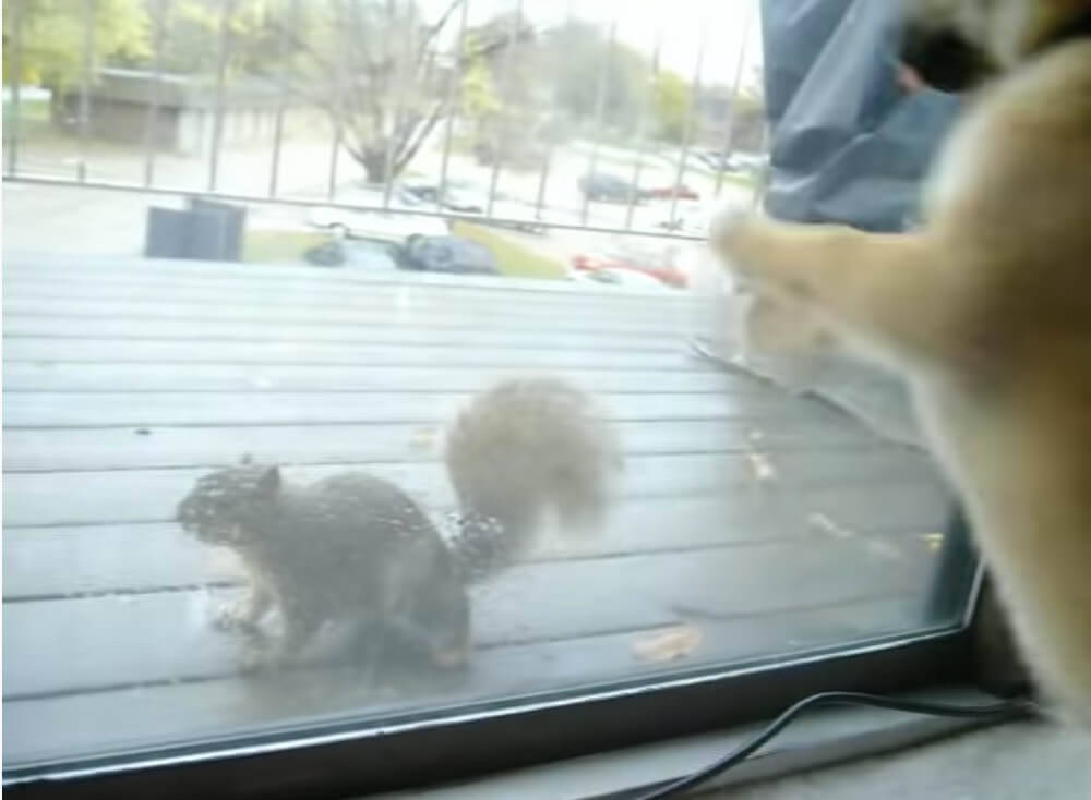 ふたりは出会ってしまった…リスと柴犬。『世界一可愛い初対面』の瞬間、一部始終ドキュメント。【動画】