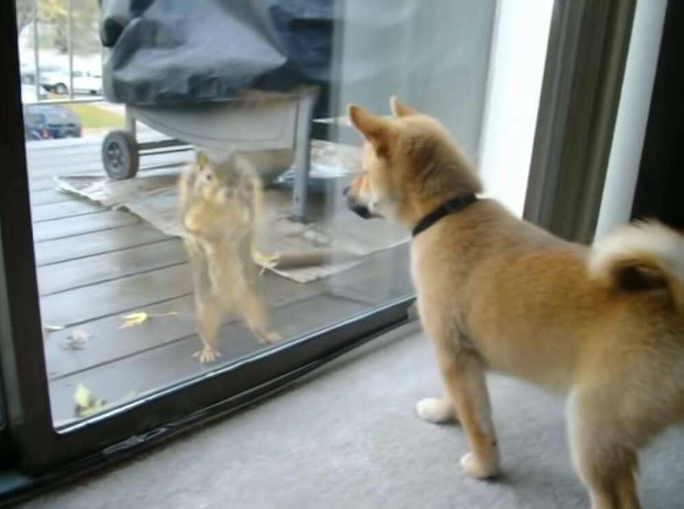 ふたりは出会ってしまった リスと柴犬 世界一可愛い初対面 の瞬間 一部始終ドキュメント 動画 年4月22日 エキサイトニュース