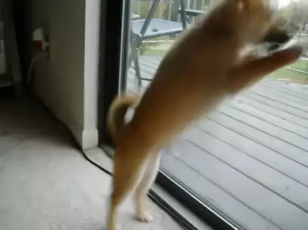 「ふたりは出会ってしまった…リスと柴犬。『世界一可愛い初対面』の瞬間、一部始終ドキュメント。【動画】」の画像