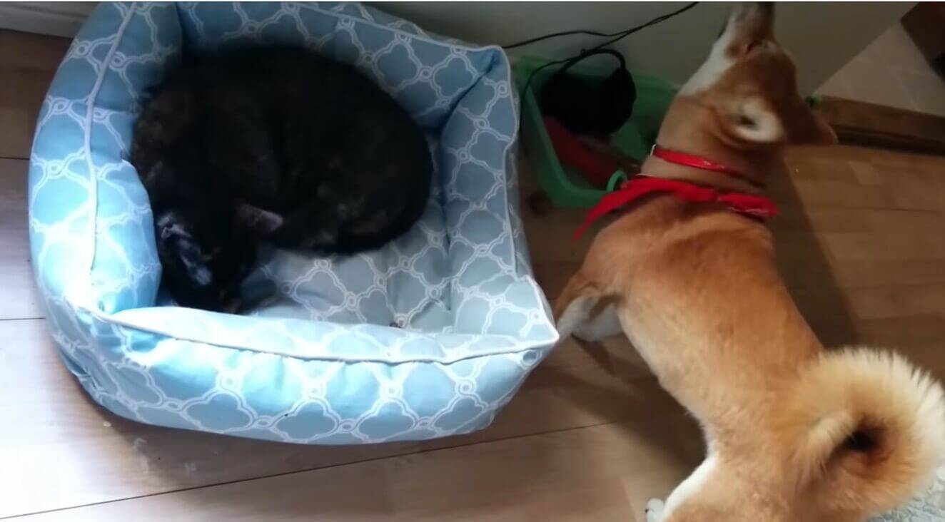 ちょ あの ベッドには先客である猫が その時柴犬がとった行動が 平和的だし優しいし感動したよ 動画 年4月24日 エキサイトニュース