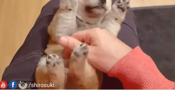 「（ﾑﾆｰ）へそ天でお口チェックされる柴犬の子犬。生えそうな乳歯やムニムニほっぺ、お腹ポヨンって見所多すぎ困る【動画】」の画像