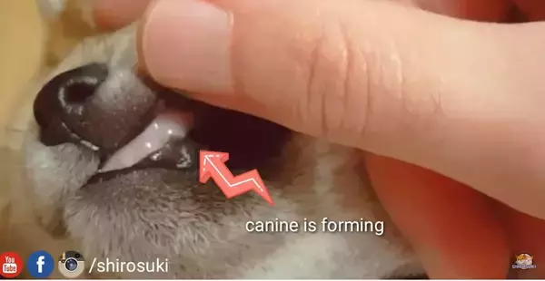 「（ﾑﾆｰ）へそ天でお口チェックされる柴犬の子犬。生えそうな乳歯やムニムニほっぺ、お腹ポヨンって見所多すぎ困る【動画】」の画像