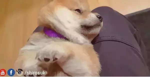 「（ﾑﾆｰ）へそ天でお口チェックされる柴犬の子犬。生えそうな乳歯やムニムニほっぺ、お腹ポヨンって見所多すぎ困る【動画】」の画像