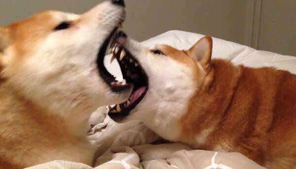 もぉ飽きた ぁ 気まぐれな柴犬 今まで夢中だったのに急なモードチェンジ 動画 エキサイトニュース