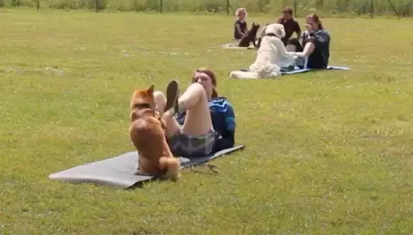 「「ハイあと30回」飼い主の足を押さえて腹筋を手伝う柴犬。性格上、少々スパルタな模様。【動画2本】」の画像