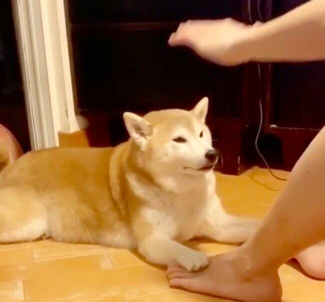 「ハイあと30回」飼い主の足を押さえて腹筋を手伝う柴犬。性格上、少々スパルタな模様。【動画2本】