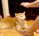 「「ハイあと30回」飼い主の足を押さえて腹筋を手伝う柴犬。性格上、少々スパルタな模様。【動画2本】」の画像3