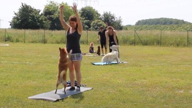 「ハイあと30回」飼い主の足を押さえて腹筋を手伝う柴犬。性格上、少々スパルタな模様。【動画2本】