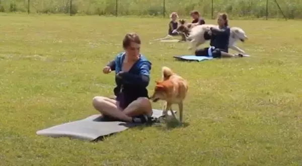 「「ハイあと30回」飼い主の足を押さえて腹筋を手伝う柴犬。性格上、少々スパルタな模様。【動画2本】」の画像