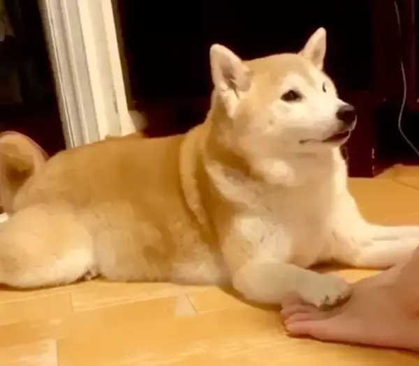 「ハイあと30回」飼い主の足を押さえて腹筋を手伝う柴犬。性格上、少々スパルタな模様。【動画2本】