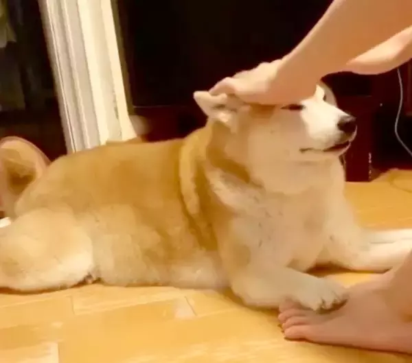 「「ハイあと30回」飼い主の足を押さえて腹筋を手伝う柴犬。性格上、少々スパルタな模様。【動画2本】」の画像