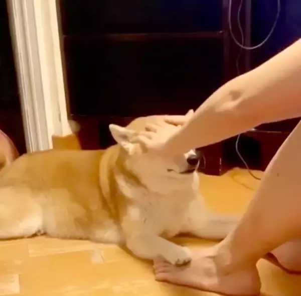 「「ハイあと30回」飼い主の足を押さえて腹筋を手伝う柴犬。性格上、少々スパルタな模様。【動画2本】」の画像