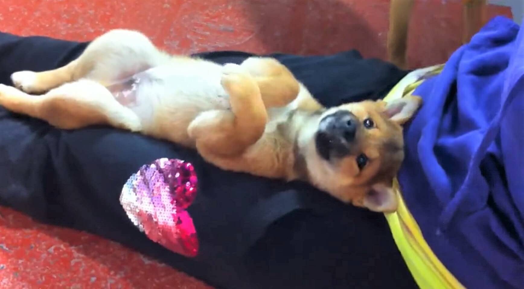 柴犬の子犬が 膝の上でゴロン そのまま洋服のヒモにじゃれてきた もう 羨まけしからん過ぎだ 動画 年5月6日 エキサイトニュース