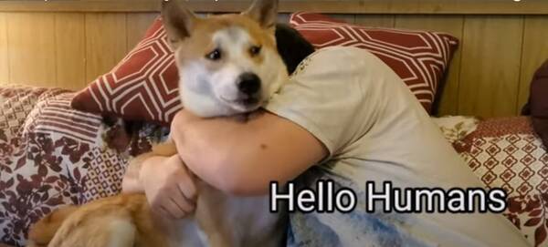 ﾌﾟﾝﾌﾟﾝ 飼い主のしつこいハグに耐え忍ぶも我慢の限界を迎え 怒ってカーテン裏に逃亡した柴犬 動画 年6月21日 エキサイトニュース