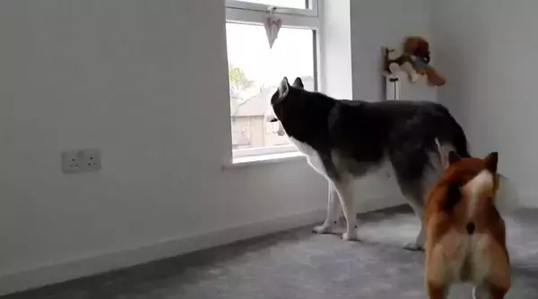 「遊んでよお〜」ハスキー兄さん超オコ…！かまってちゃんが過ぎる柴犬が招いた悲劇がコチラ…【動画】