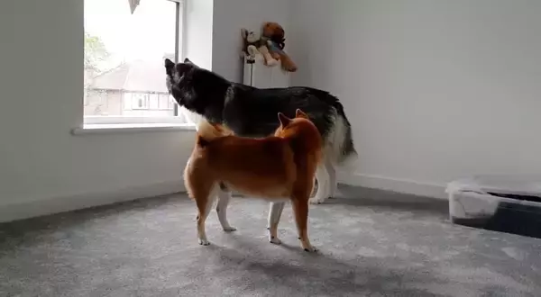 「「遊んでよお〜」ハスキー兄さん超オコ…！かまってちゃんが過ぎる柴犬が招いた悲劇がコチラ…【動画】」の画像