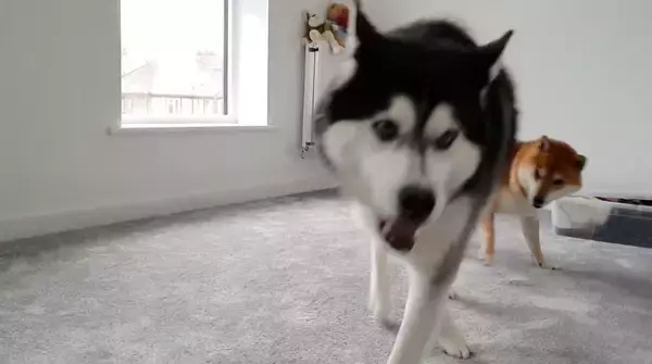 「「遊んでよお〜」ハスキー兄さん超オコ…！かまってちゃんが過ぎる柴犬が招いた悲劇がコチラ…【動画】」の画像