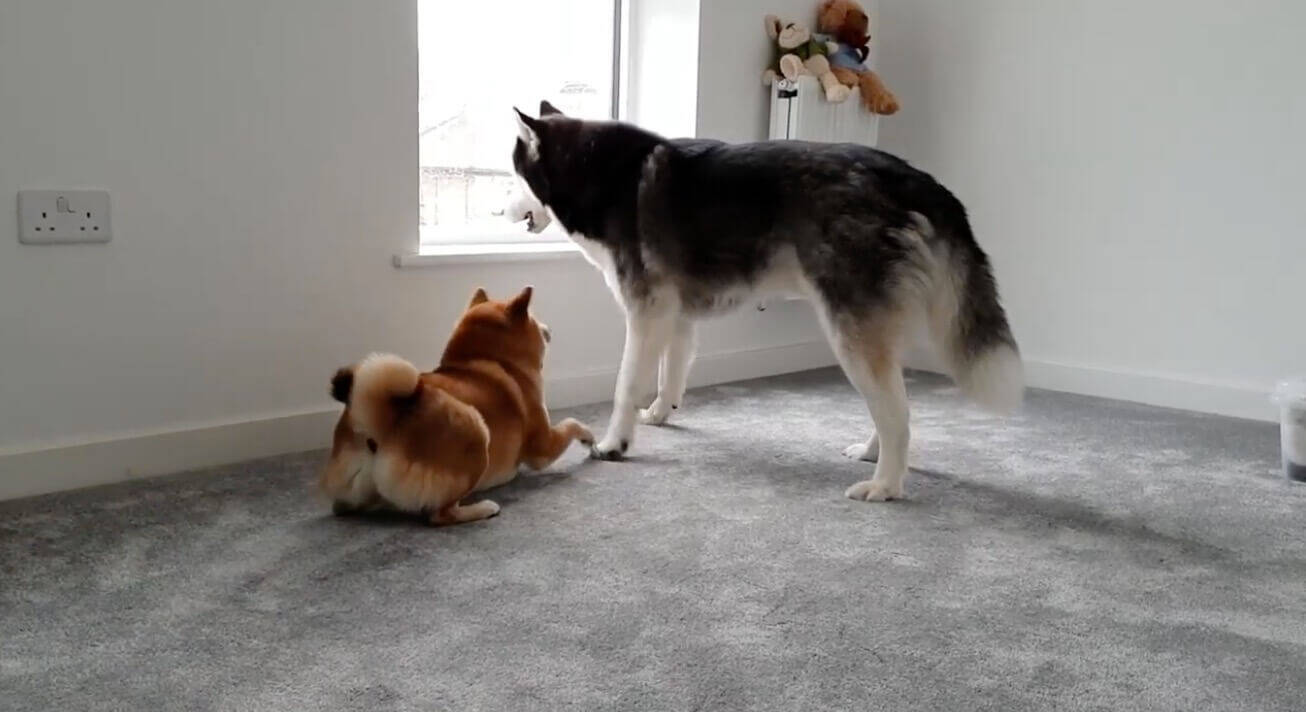 「遊んでよお〜」ハスキー兄さん超オコ…！かまってちゃんが過ぎる柴犬が招いた悲劇がコチラ…【動画】