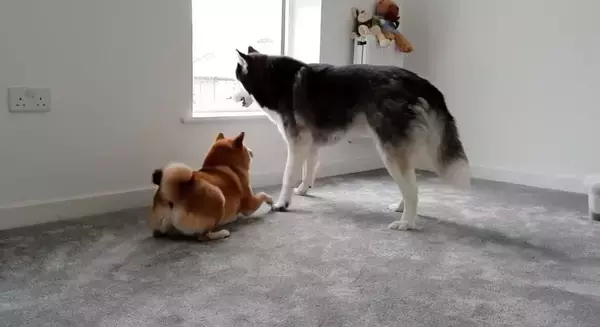 「「遊んでよお〜」ハスキー兄さん超オコ…！かまってちゃんが過ぎる柴犬が招いた悲劇がコチラ…【動画】」の画像