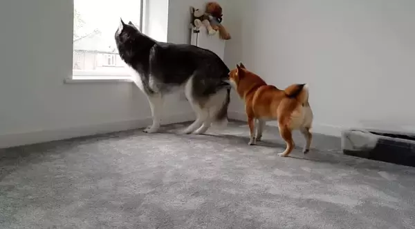 「「遊んでよお〜」ハスキー兄さん超オコ…！かまってちゃんが過ぎる柴犬が招いた悲劇がコチラ…【動画】」の画像