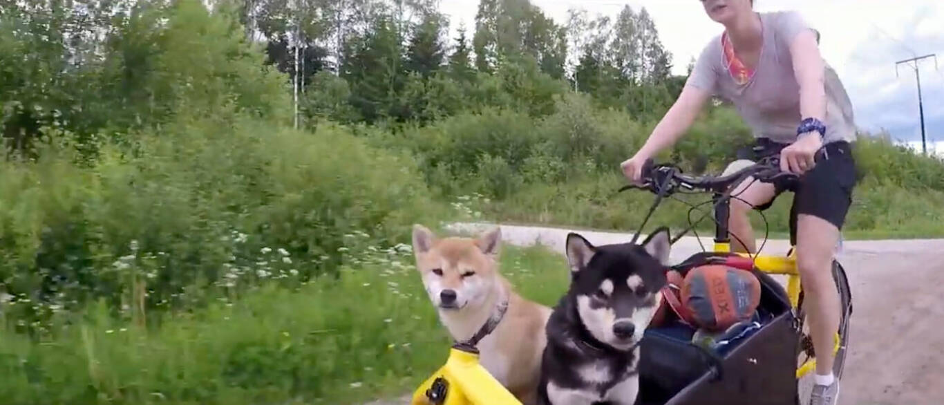 どのシーンも美しすぎる 飼い主と自転車で スウェーデンの広大な自然の中に冒険へ出かけた柴犬2頭の物語 動画 年6月2日 エキサイトニュース