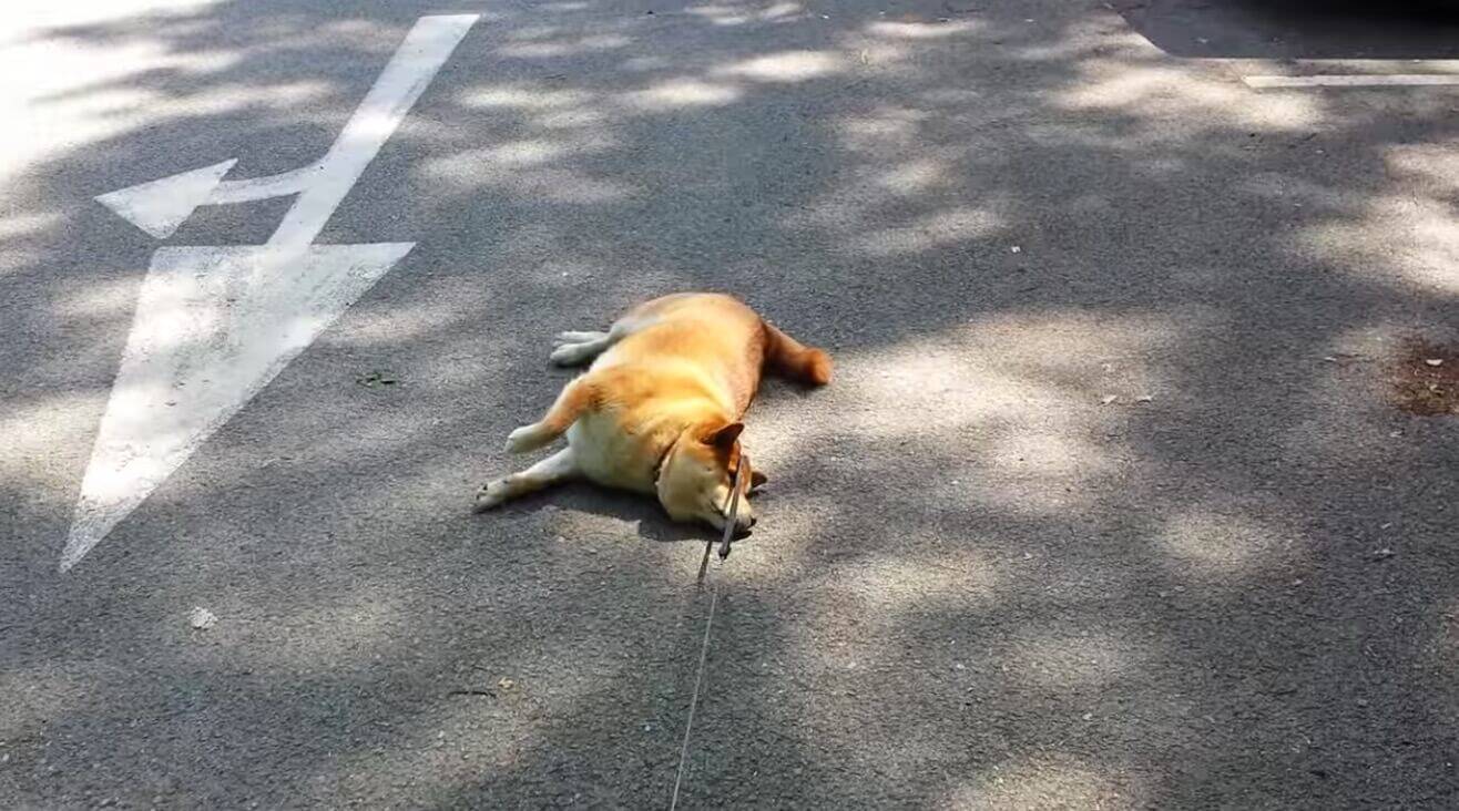 ちょ イヤイヤの意思が半端ない 我を通しまくる柴犬の 猛烈拒否犬モード がこちら 動画 年5月29日 エキサイトニュース 2 2