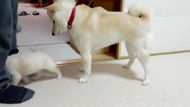 ちょ 後輩の柴パピーにおっぱいを探される先輩柴犬 ママ認定されつつも やんわり諭す姿にキュンだよ 動画 年6月2日 エキサイトニュース