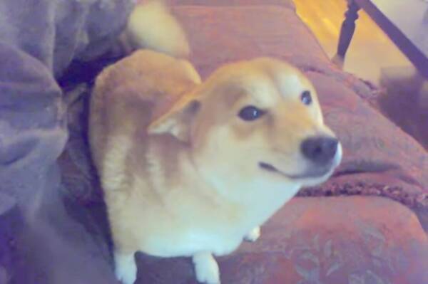 笑うな そんなのムリですよぉ 飼い主のことが好きすぎて 笑顔が止まらない柴犬さんが可愛すぎ 動画 年6月15日 エキサイトニュース