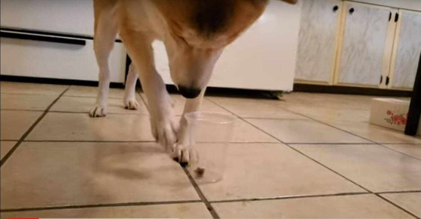 届かん 柴犬は おやつが関わると 賢い の秘めたるポテンシャルをめっちゃ発揮する スゲエ 動画 2020年6月24日 エキサイトニュース