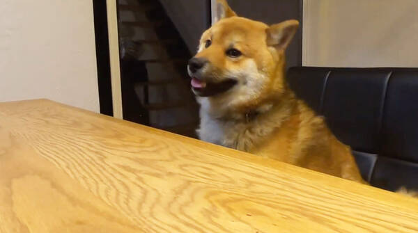 わくわく 家族の晩ご飯を察知して 食卓で1番に待機している柴犬おにぎりくんが素直カワイイ 動画 年6月23日 エキサイトニュース
