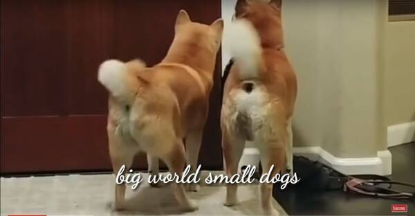 柴犬が家にいると仕事ができない そしてその結果 という流れがよくわかる動画がコチラ 年7月4日 エキサイトニュース