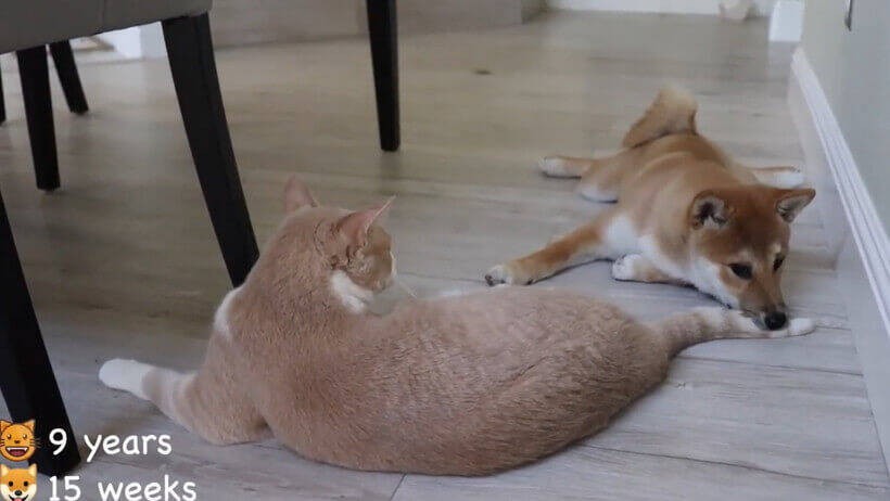 構わないで と願う猫と どうにか一緒に遊びたい柴犬 初対面からしつこく付け回し 早速嫌がられてしまう 動画 年6月29日 エキサイトニュース