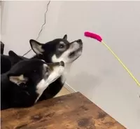 ﾌﾞﾙﾌﾞﾙ マナーモード並に震える病院嫌いの柴犬たち ゴメンだけど愛おしくって コッチは胸が震えちゃう 動画 年7月17日 エキサイトニュース