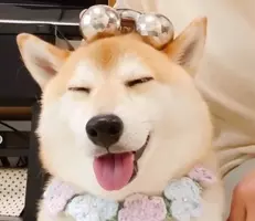 柴犬赤ちゃんの もふケツ がヤバカワ 我々は この丸みにこの先も魅せられ続けていくのだろう 動画あり 年8月24日 エキサイトニュース