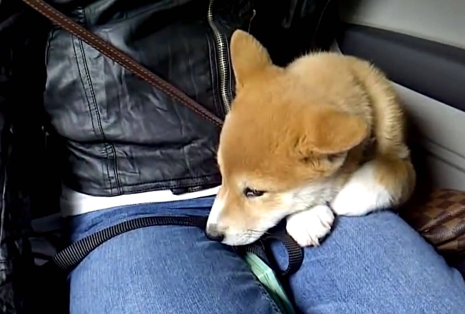 ｷﾞｭｯ 初めて洗車にお出かけした柴犬の赤ちゃん 慣れない環境が怖くてママにしがみつく ってもう可愛すぎ 動画 年7月10日 エキサイトニュース