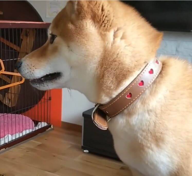 この何とも言えない横顔 実は 直前にジャンプを派手に大失敗 柴犬だってしれっと誤魔化したいのかも 動画 年7月21日 エキサイトニュース この何とも言えない横顔 実は 直前にジャンプを派手に大失敗 柴犬だってしれっと誤魔化したいのかも 動画 年7月21日 エキサイトニュース