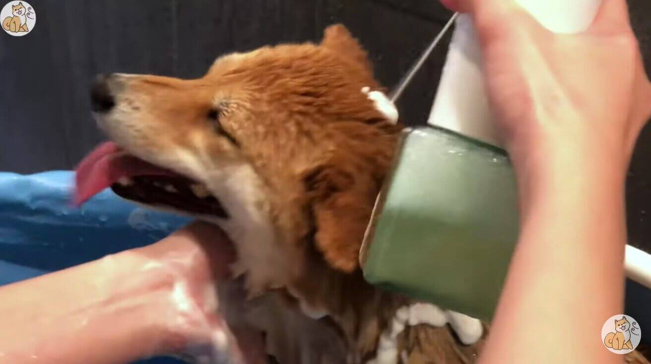 うへぇ マジか お風呂大好き系柴犬 最高の笑顔とまさかのヒコーキ耳で しっかり堪能してた 動画 年7月16日 エキサイトニュース 2 2