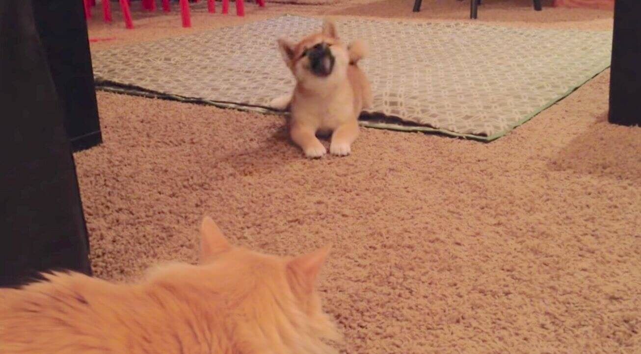 初対面の猫に、勝手に威嚇して勝手にすっ転ぶ忙しい柴犬パピー。まったく動じない猫との対比がジワる【動画】 (2020年