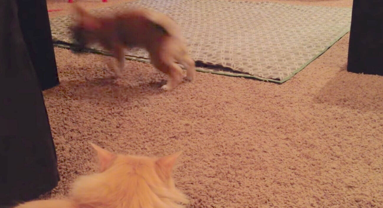 初対面の猫に 勝手に威嚇して勝手にすっ転ぶ忙しい柴犬パピー まったく動じない猫との対比がジワる 動画 年7月11日 エキサイトニュース