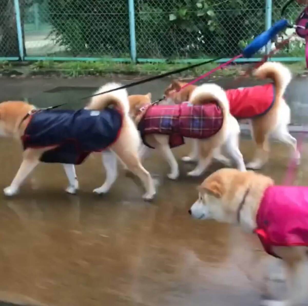 ｽﾀｽﾀ 雨の中 無言で颯爽と歩く カッパ柴レンジャーズ がカッコかわいくて秒で惚れた 動画 年7月17日 エキサイトニュース