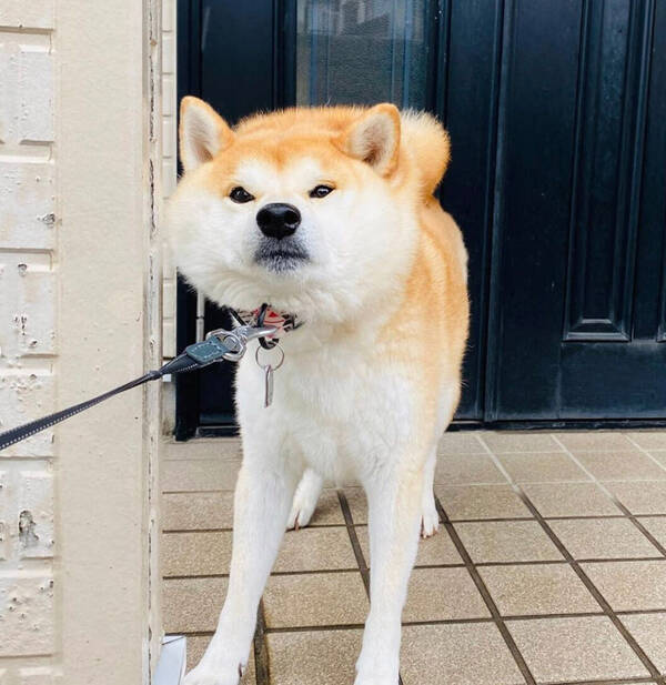 哀愁も悲壮感も強すぎて見ていられない 雨の日のお散歩が嫌すぎる柴犬 わかりやすく落ち込み中 動画あり 年7月11日 エキサイトニュース