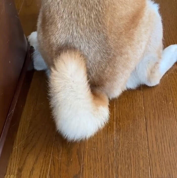 伸びているのもまた良き 柴犬のもふもふしっぽ 触れないから 眺めるだけなら良いでしょ 動画 年7月12日 エキサイトニュース