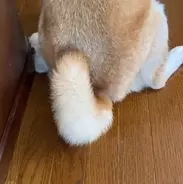 ﾌﾞﾙﾌﾞﾙ マナーモード並に震える病院嫌いの柴犬たち ゴメンだけど愛おしくって コッチは胸が震えちゃう 動画 年7月17日 エキサイトニュース