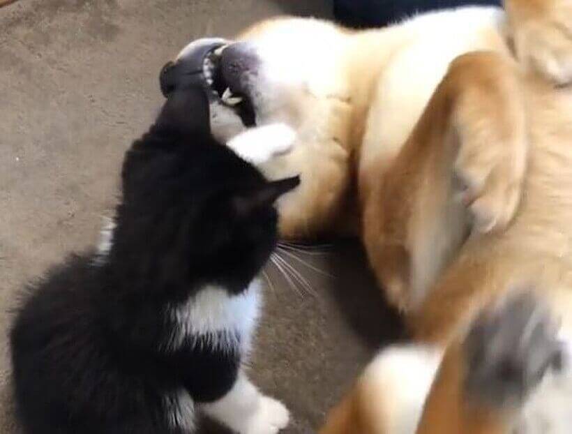 柴犬のほっぺをムニムニして気ままに遊ぶ猫 されるがままとか 仲良しすぎてけしからん とはコレな 動画 年7月12日 エキサイトニュース