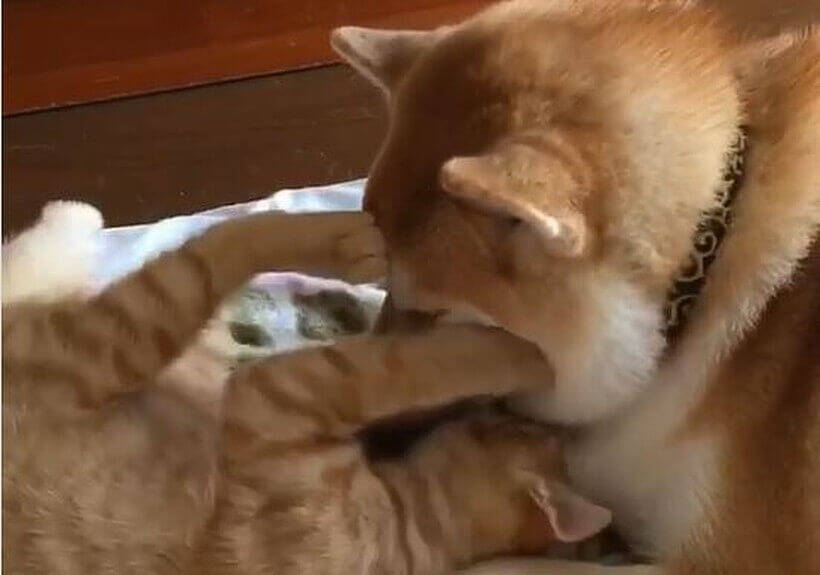 柴犬のほっぺをムニムニして気ままに遊ぶ猫 されるがままとか 仲良しすぎてけしからん とはコレな 動画 年7月12日 エキサイトニュース