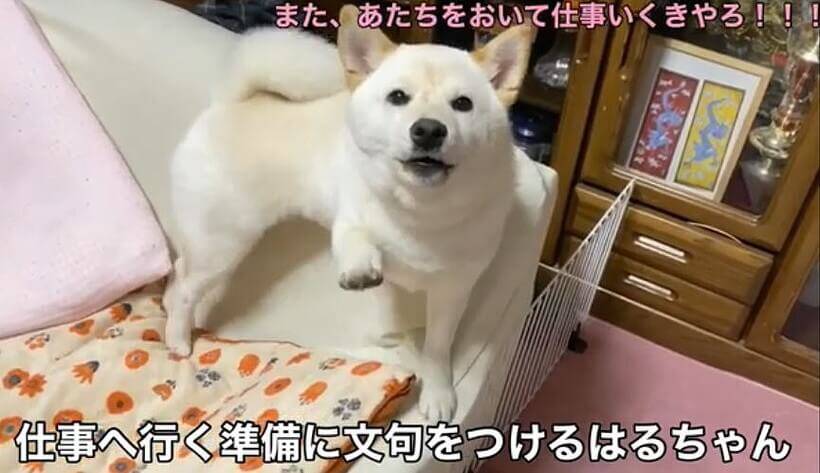 もぅ 行かんといてよ 出勤する飼い主を必死に止める柴犬 切ないけど可愛くてときめきが止まらない 動画 年7月10日 エキサイトニュース