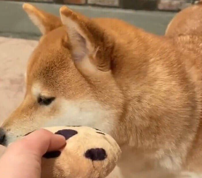 はい出た気まぐれ。飼い主の遊びに穏やかな笑顔で応える柴犬、まさかの秒で飽きた…さすがに早すぎだろ【動画】