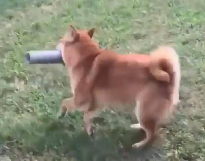 はい出た気まぐれ。飼い主の遊びに穏やかな笑顔で応える柴犬、まさかの秒で飽きた…さすがに早すぎだろ【動画】