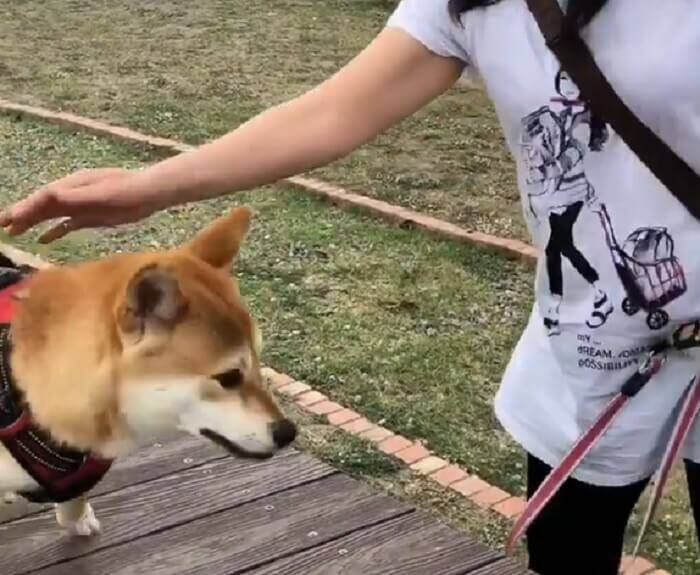 はい出た気まぐれ。飼い主の遊びに穏やかな笑顔で応える柴犬、まさかの秒で飽きた…さすがに早すぎだろ【動画】